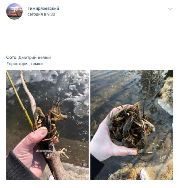 Фото дня: раки в Большом Садовом пруду
