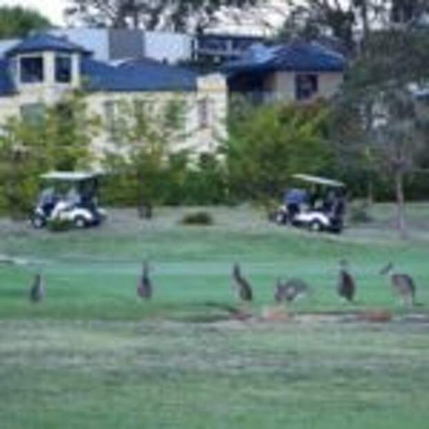 Сотни кенгуру «атаковали» столицу Австралии