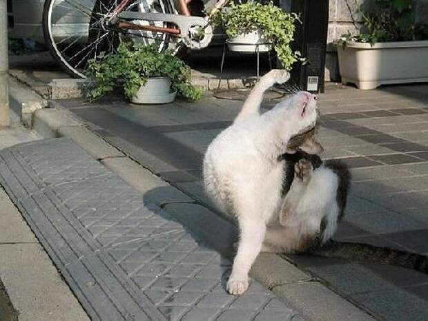 24. Я... я лучший из лучших!  животные, коты, юмор