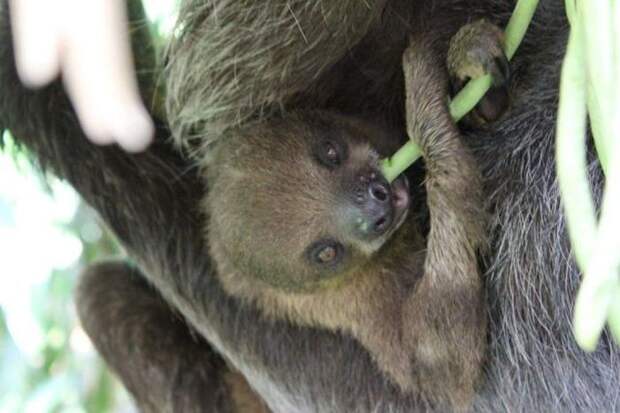 17 удивительных фактов о ленивцах животные, ленивцы, факты