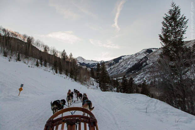 Ездовые собаки на горнолыжном курорте Aspen Snowmass