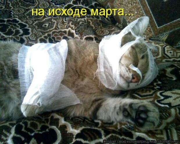 Котоматрица Котоматрица