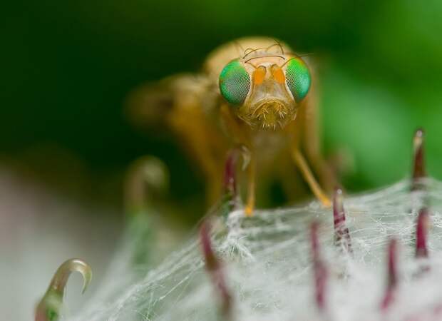insects58 insects58 Портреты насекомых