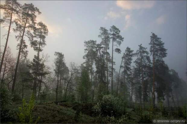 Весенне утро, туман, цветущие деревья