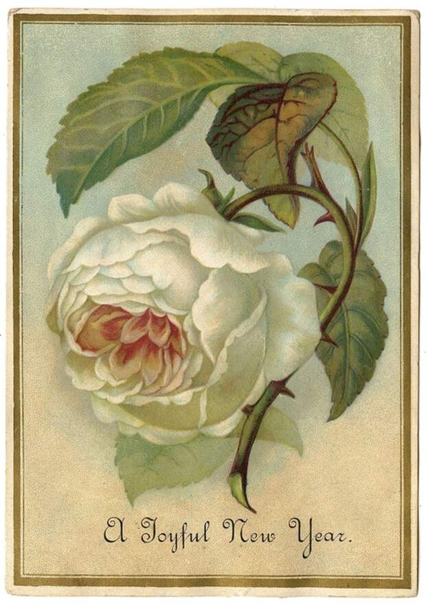 WhiteRoseVintageGraphicsFairy009 (492x700, 303Kb)