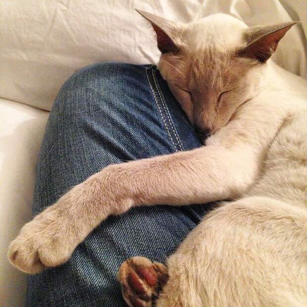25 кошек, которые спят где угодно