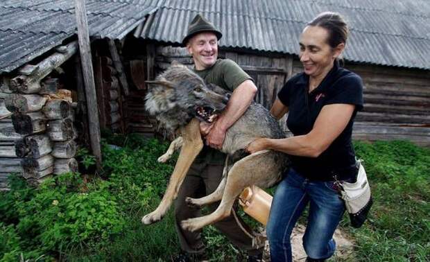 волки