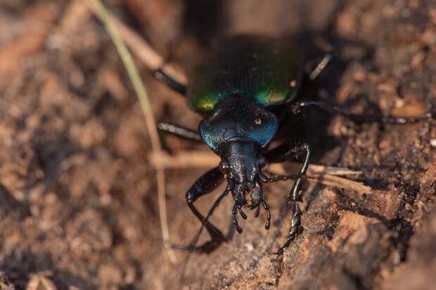 Редкий красивый жук попал в объектив астраханского фотографа