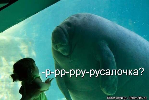 22 котоматрицы