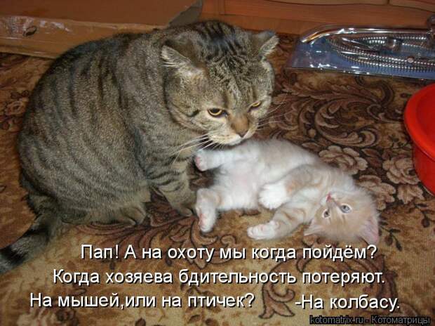 Котоматрица: Пап! А на охоту мы когда пойдём? Когда хозяева бдительность потеряют. На мышей,или на птичек? -На колбасу.