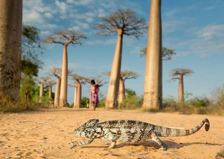 national-geographic-traveler-photo-contest-хамелеон
