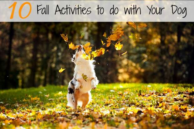 Need a few fun activities to do with your dog this fall? We have 10 great ideas for you!