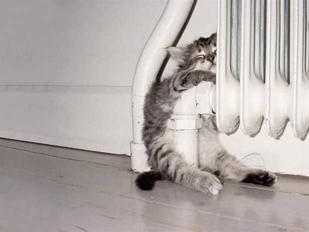 Коты и кошки, которые могут заснуть где угодно