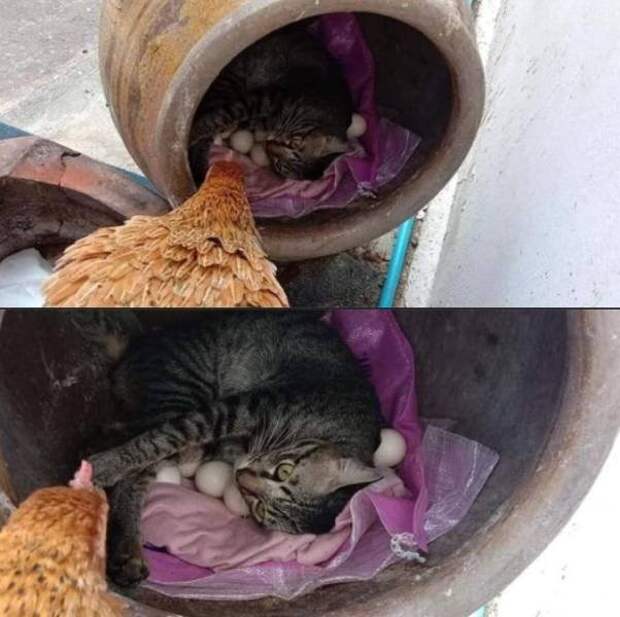 Кот и куриные яйца