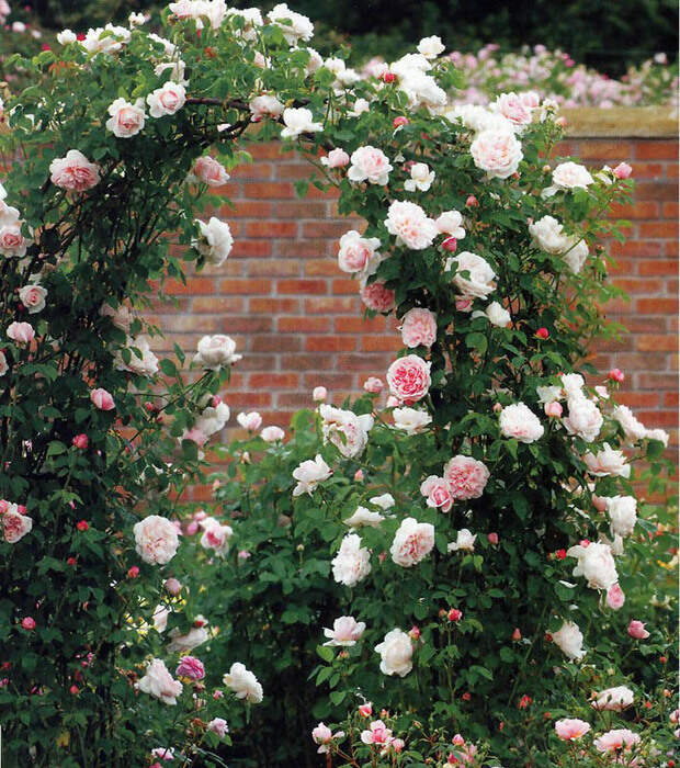 4497432_13r (620x700, 233Kb)