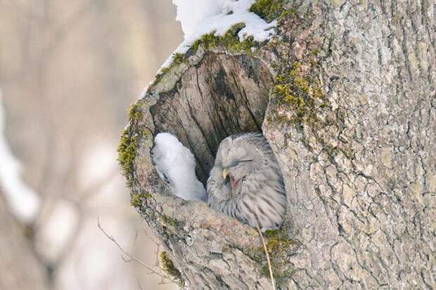 Hokkaido  cute animals, Хоккайдо милые животные