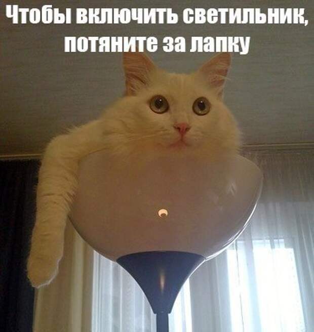 Мемы с котами без озвучки