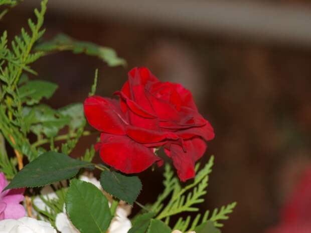 роза в настольном букете в гостинной