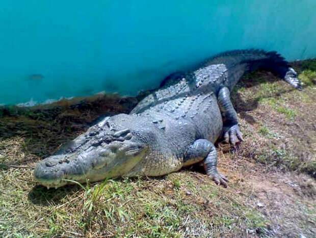 На похороны понимающего крокодила собралось более 500 человек ynews, индия, крокодил, любимец, похороны, почести