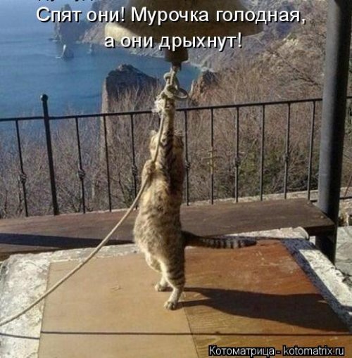Отличная котоматрица для поднятия настроения (40 фото)