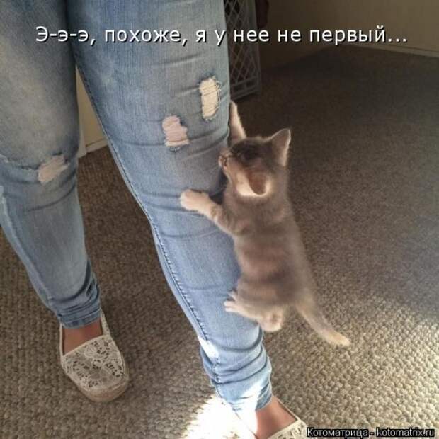 Лучшие котоматрицы недели