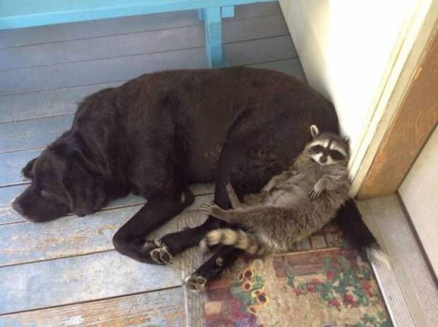 Снимки с забавными животными, которые заряжают позитивом