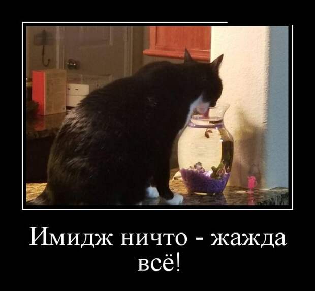 Демотиваторы (30 фото)