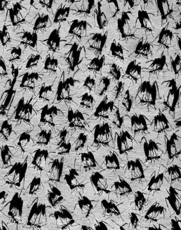 Тени отбрасывают котов: 20 сюрреалистических фотографий Алексея Меньшикова