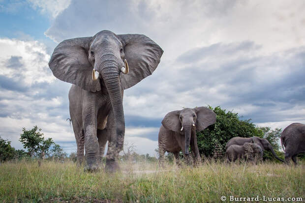 Слоны животные, природа, фото, фотограф