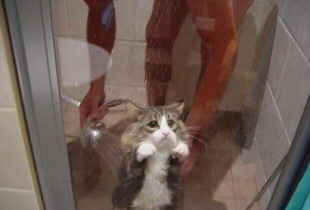 кошку моют