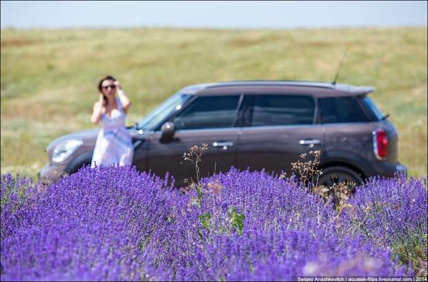 Lavenderfields14 Крымский Прованс. Лавандовые поля в Крыму