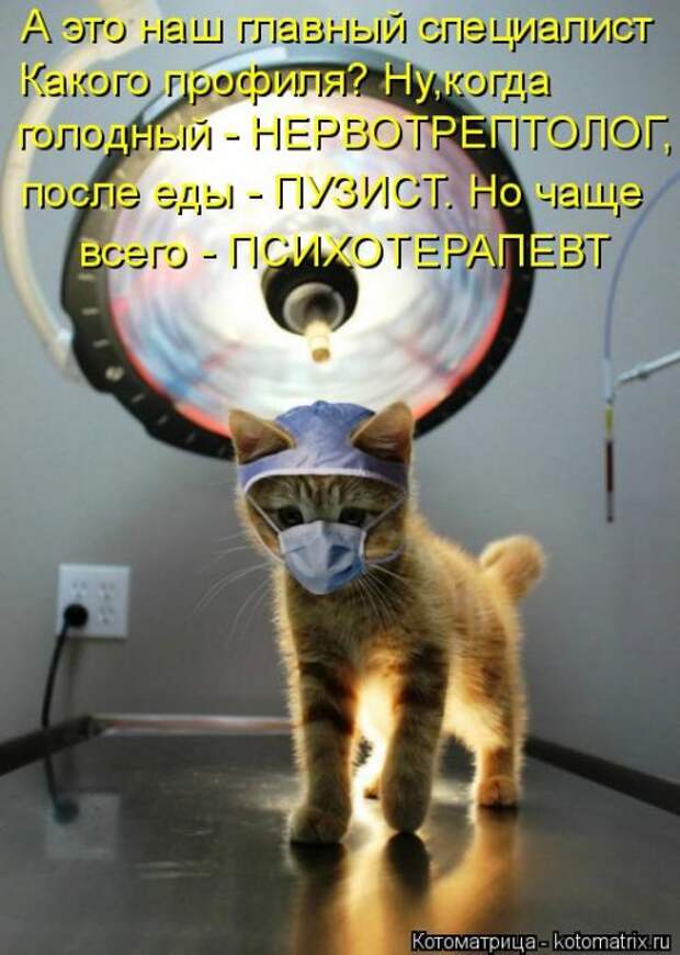 Новая котоматрица (32 фото)