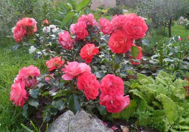 Розы Сады, цветы Урала