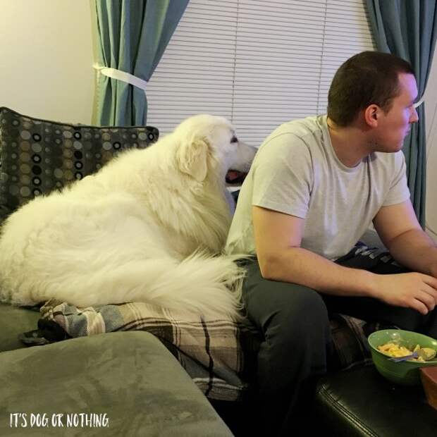 Great Pyrenees