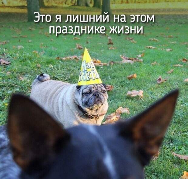 20 животных, которые ведут себя совсем как я животные, позитив