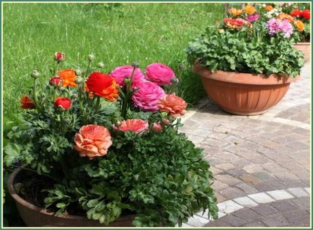 Ranunculus-4528 (652x479, 84Kb)