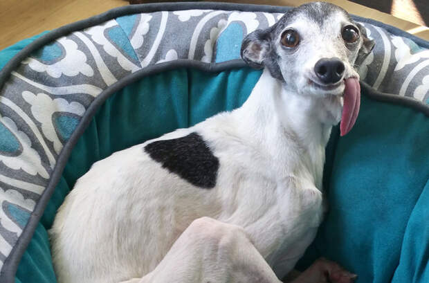 Лицо попроще: животные отличающиеся удивительной внешностью Лицо попроще: животные отличающиеся удивительной внешностью животные, история, факты