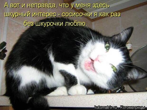 Лучшие котоматрицы недели