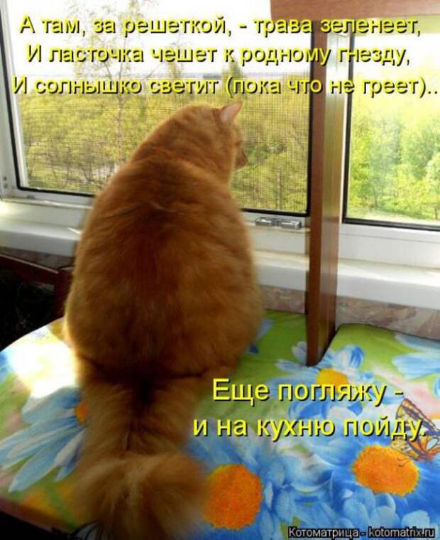 Котоматрицы (картинки с надписями)