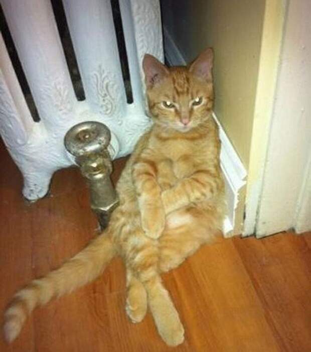 Кошки на батарее (17)