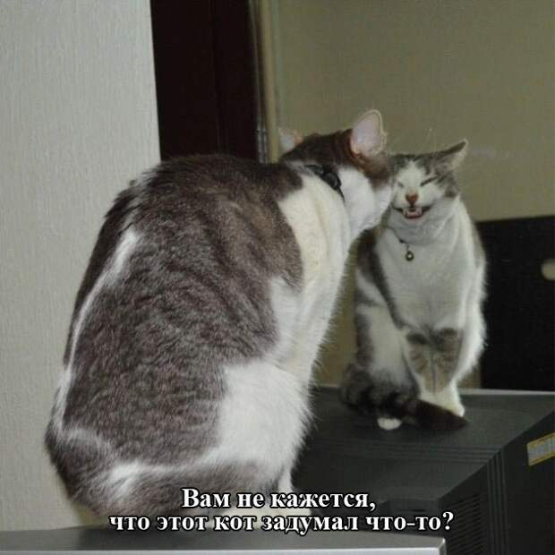 Прикольные картинки (97 фото)