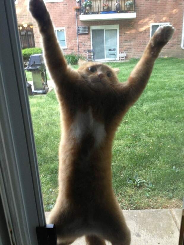 Смешные, любопытные, кошки, анимация, гифки