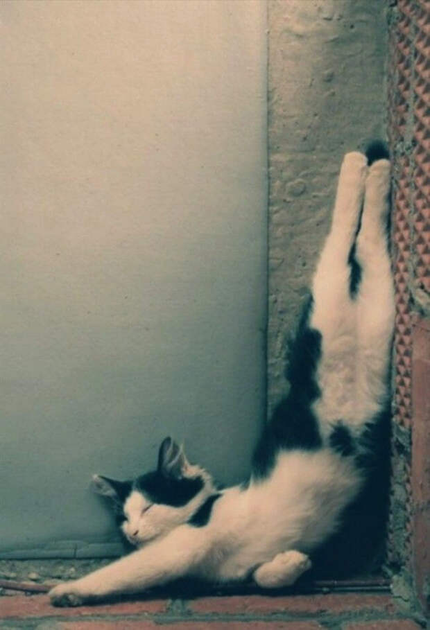 Немного спящих котов коты, милота, сон
