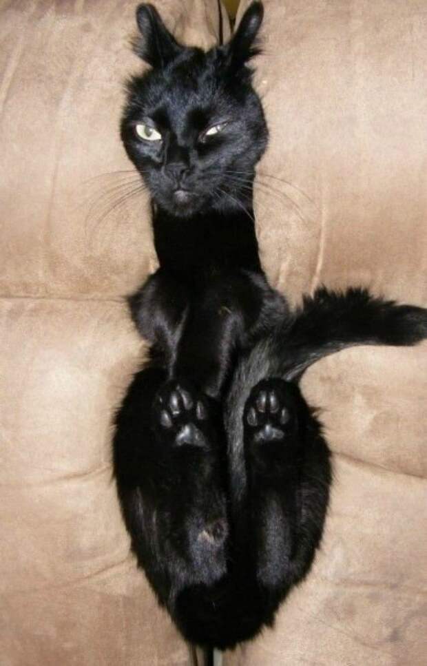 кошку зажало в диване