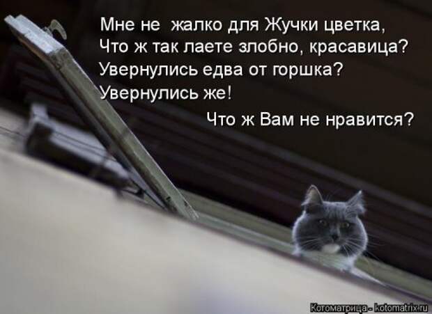 Новая котоматрица (32 фото)