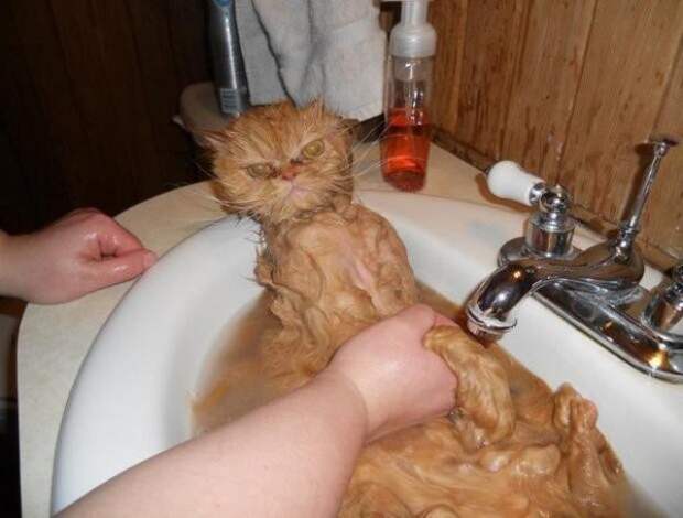 Жестокие фото котов после принятия ими водных процедур вода, животные, коты