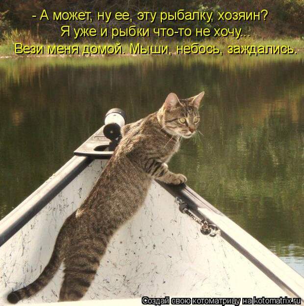 Котяры на приколе и их шаловливые друзья (35 фото)