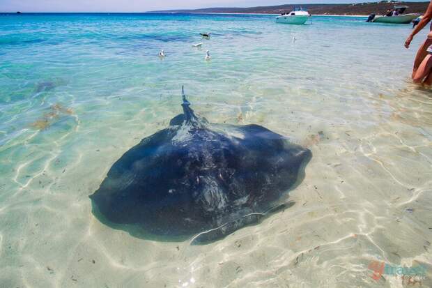 Get up close with wild stingrays at Hamelin Bay in Western Australia