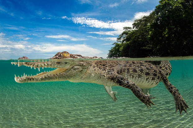 third-prize-saltwater-crocodile-by-justin-gilligan-