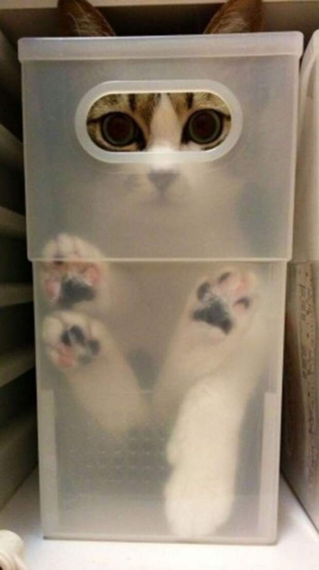 Смешные и забавные кошки